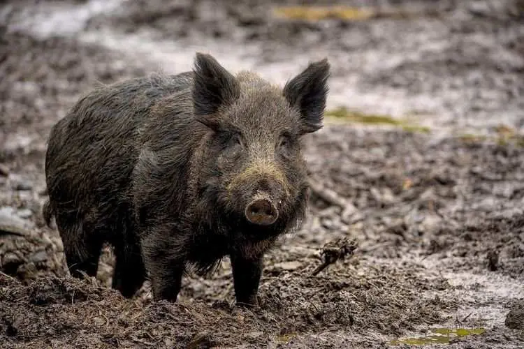Warga Cibungbulang Digegerkan Isu Munculnya Babi Ngepet