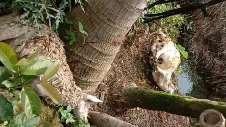 Spesialis Maling Hewan di Sukajaya Bogor Nyaris Angkut Kambing Warga