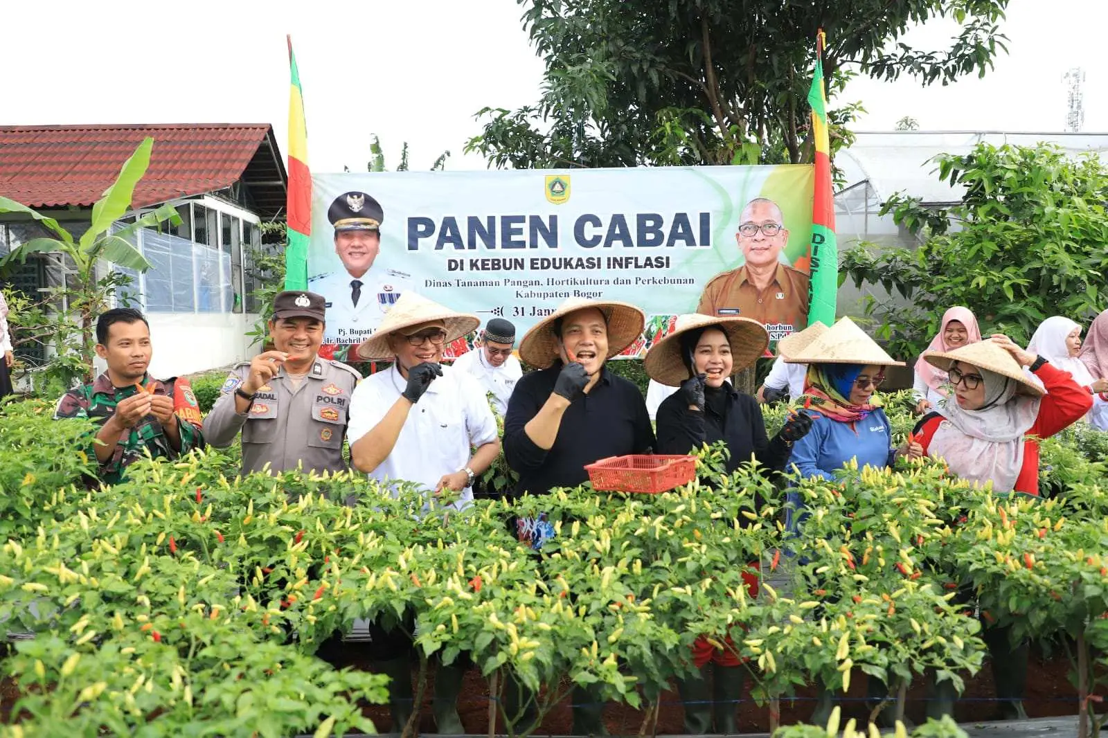 Pj Bupati Bogor Panen Cabai di Depan Kantor Distanhorbun