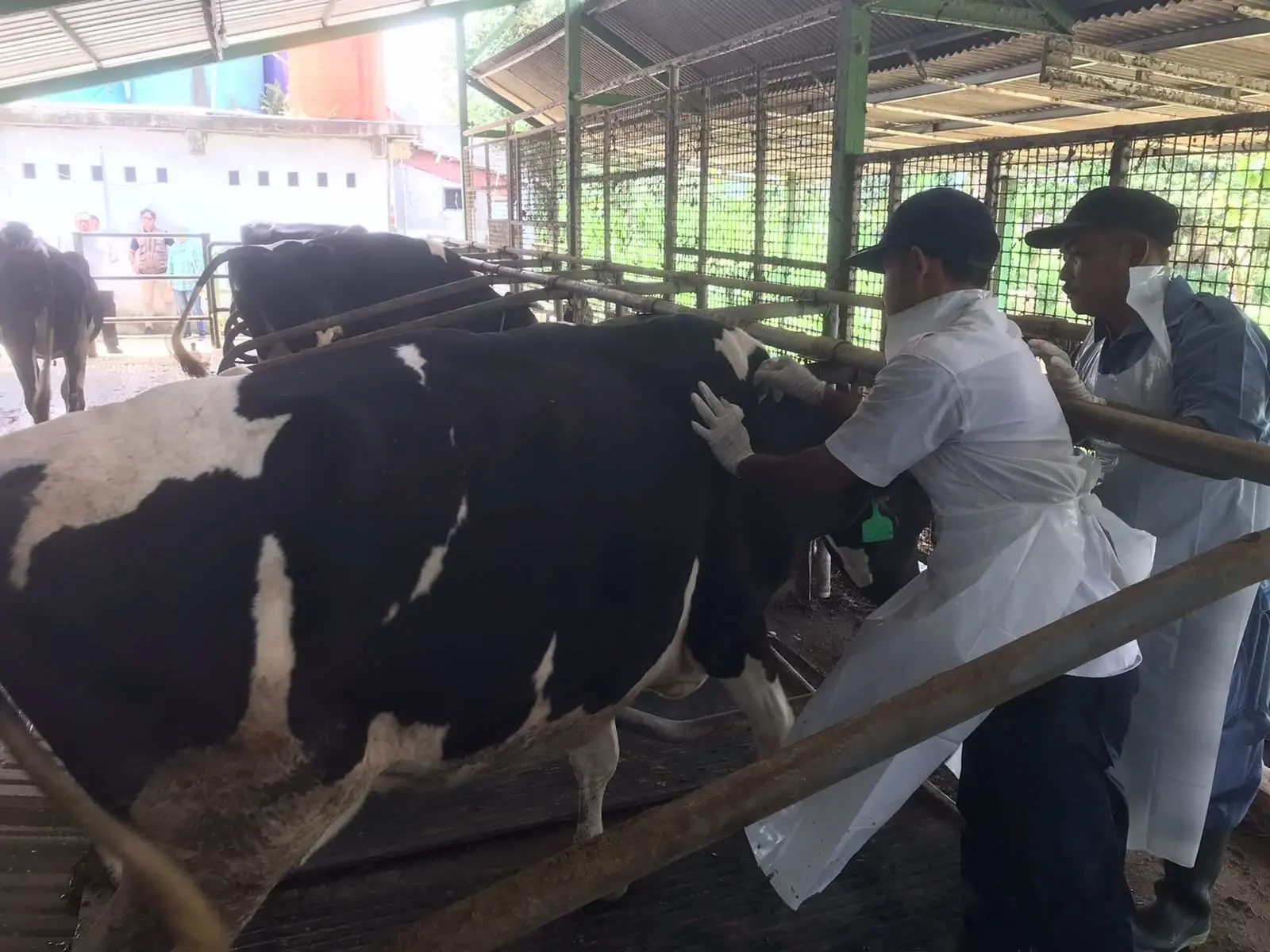 Antisipasi PMK, Pemkab Bogor Sebar Ribuan Dosis Vaksin Hewan Ternak