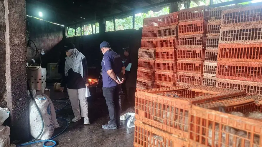 DLH Kabupaten Bogor Sidak Rumah Potong Ayam Usai Warga Keluhkan Limbah