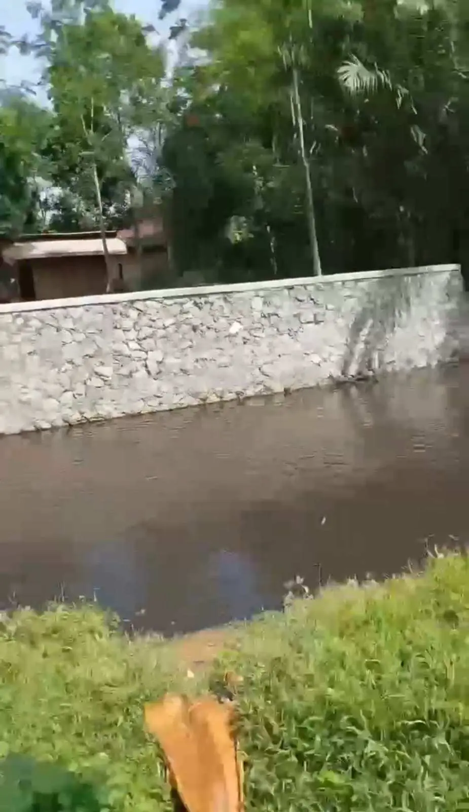 Limbah PTPN Masuk Sungai Cikalong, Aliran Air Warga Jasinga dan Cigudeg Tercemar